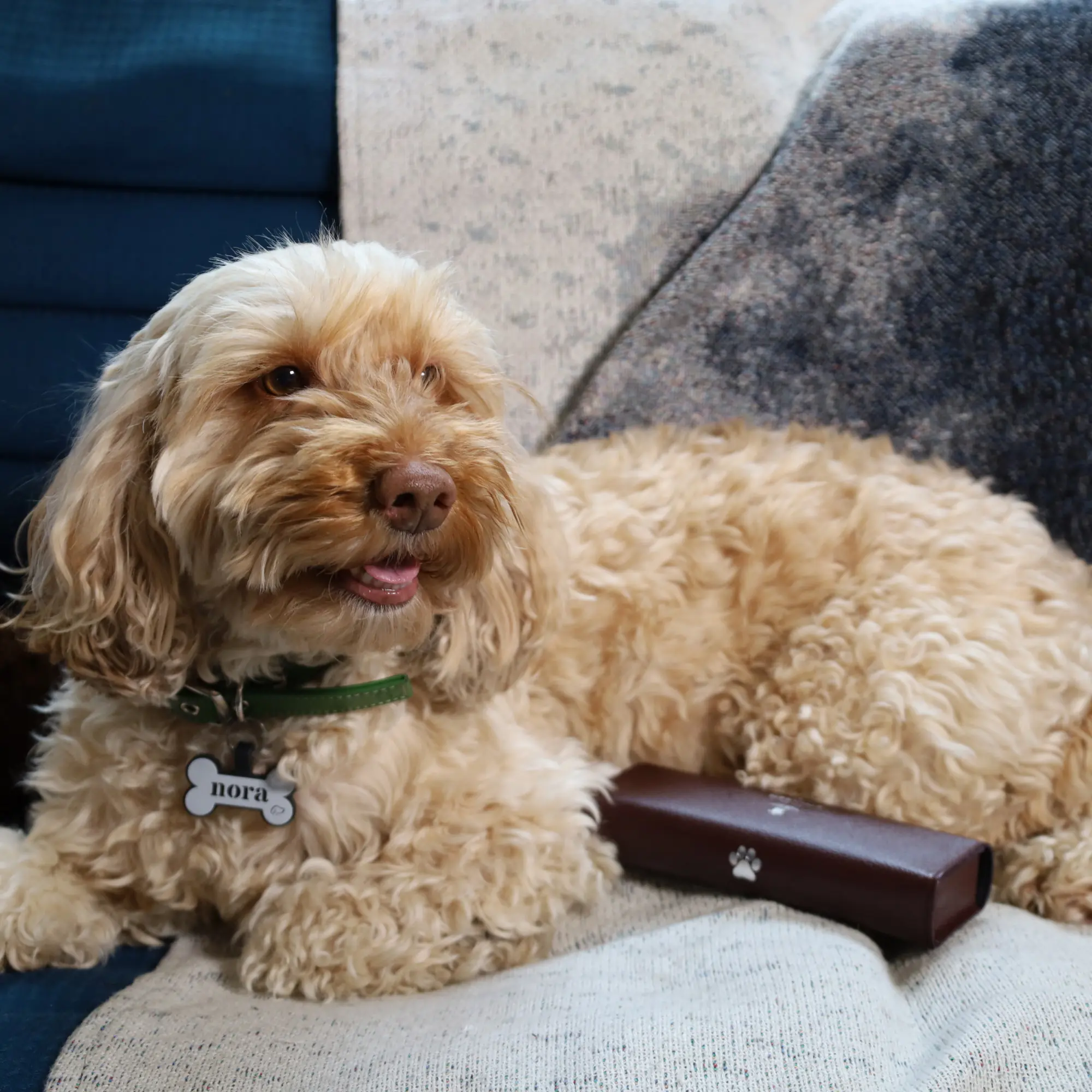 Capra Large Pet Pill Case - Image 36
